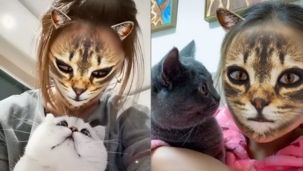 Cat Filter