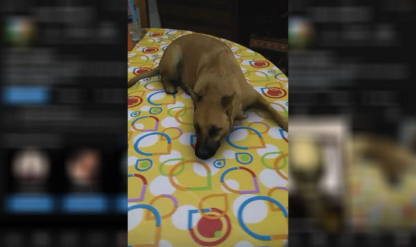 Dog Filter on Instagram