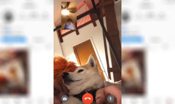 Hamster Filter on Instagram