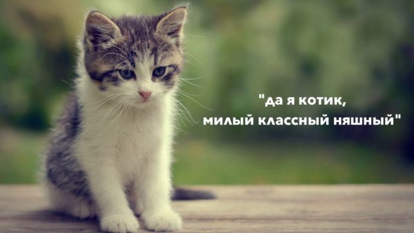 Обои с котиками из тик тока